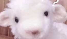 爆料网红小羊视频大全下载,热门内容一键下载